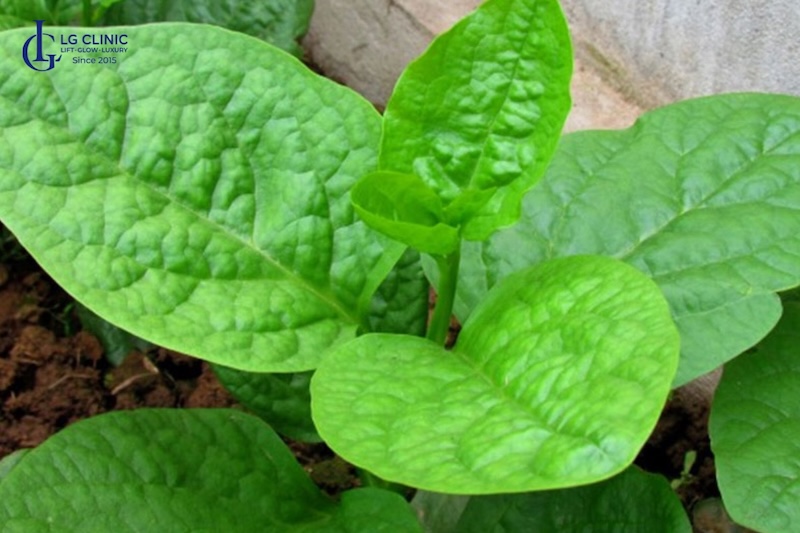 trị mụn ẩn bằng lá mồng tơi