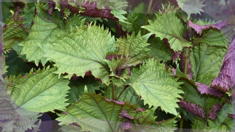 cách làm trắng da toàn thân bằng lá tía tô