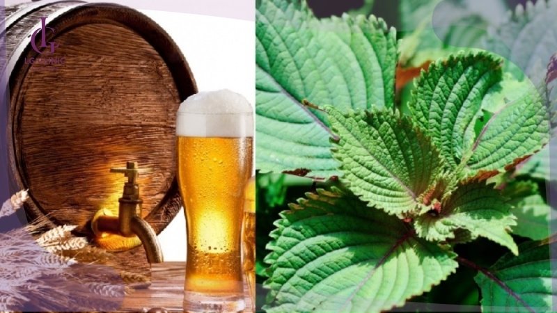 cách tắm trắng da bằng lá tía tô và bia