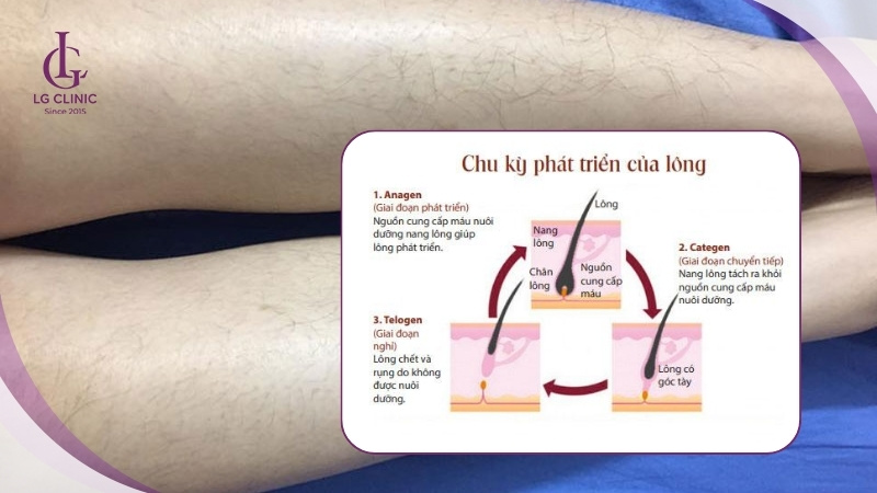 Chu kỳ phát triển của lông