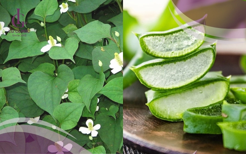 đắp rau diếp cá và nha đam trị thâm mụn
