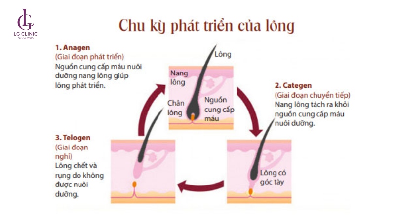 chu kì phát triển của lông