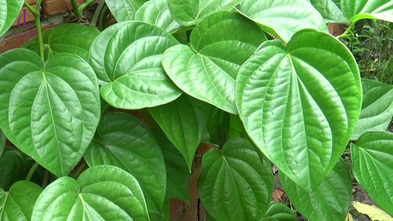 triệt lông chân không mọc lại bằng lá trầu không