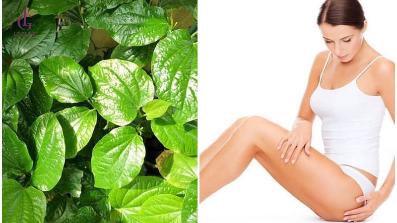 lá trầu không là thảo dược để triệt lông
