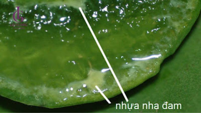 Nhựa vàng trong nha đam