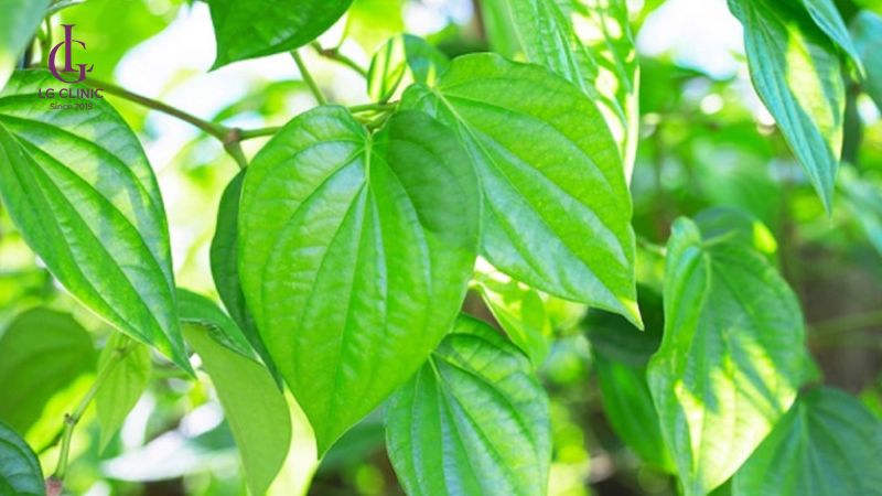 giảm viêm nang lông bằng lá trầu không