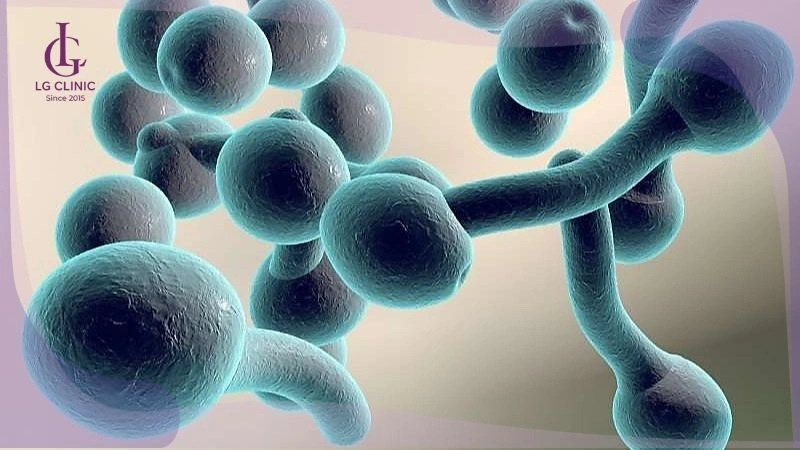 nhiễm nấm Candida gây viêm nang lông