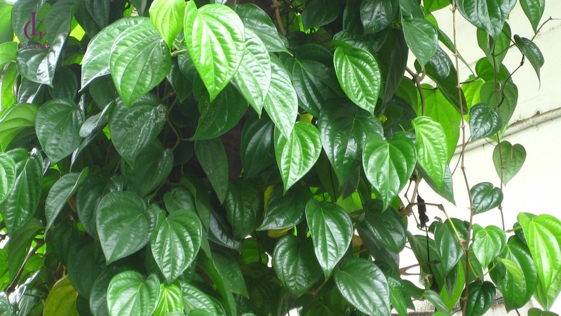 lá trầu