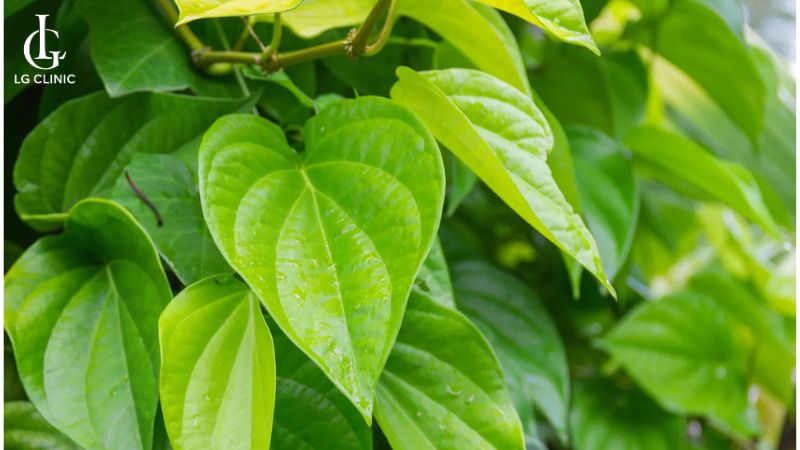 cách trị thâm vùng kín bằng lá trầu