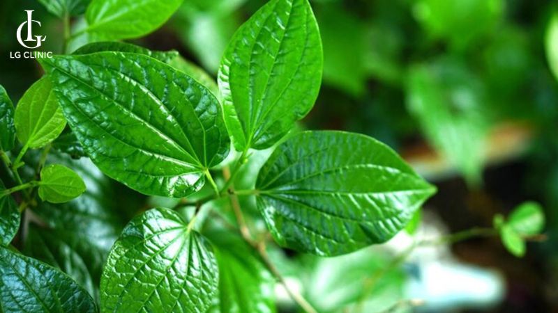 cách trị thâm vùng kín bằng lá trầu