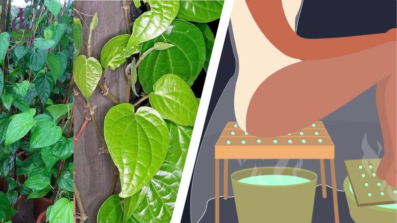 trị ngứa vùng kín bên ngoài bằng lá trầu không