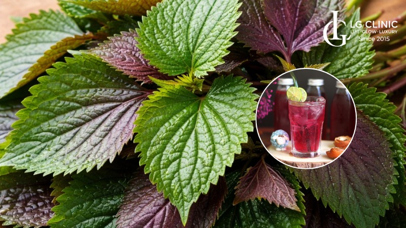 Cách trị mụn lưng bằng lá tía tô 