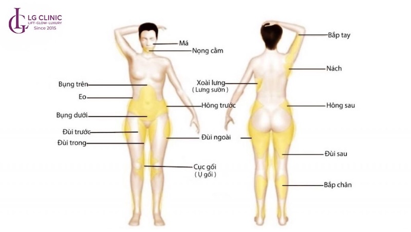 các vùng mỡ trên cơ thể