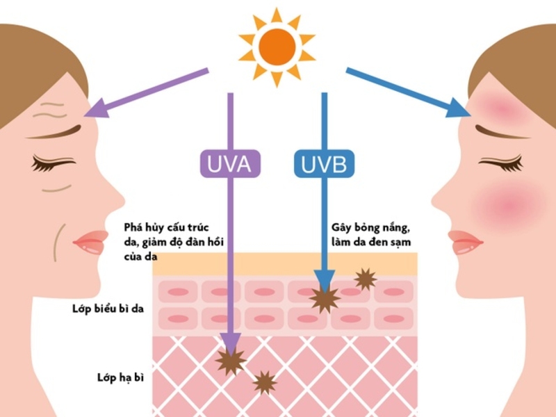 Sơ đồ UVA phá cấu trúc da, UVB gây bỏng nắng và sạm da