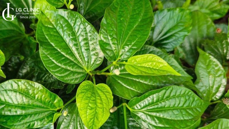 trị nám bằng lá lốt