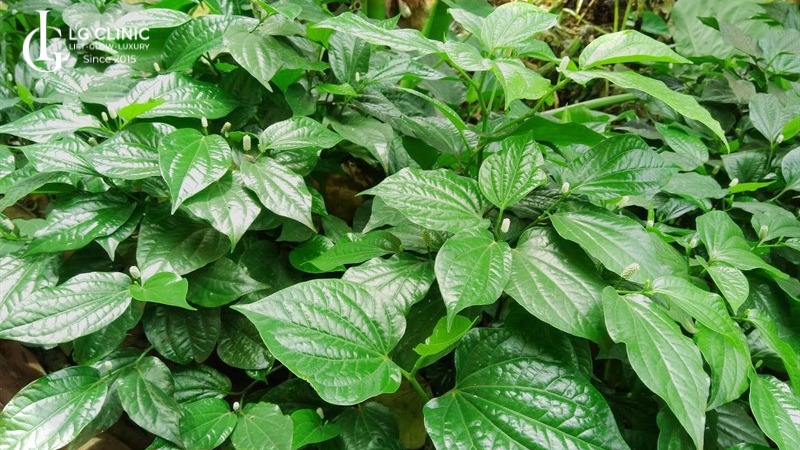 trị nám bằng lá lốt